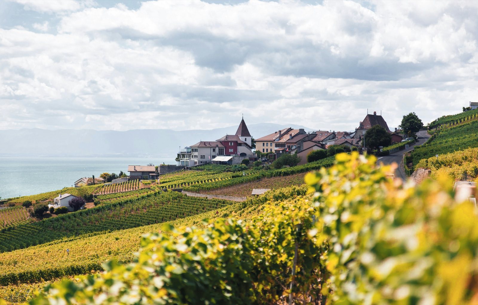 Veuve du Vernay vineyard region